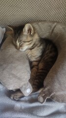 Cute tabby kitten on its pillows