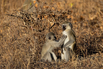 a vervet monkey warming up in the sun