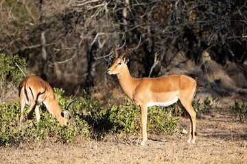 an impala ram in golden light