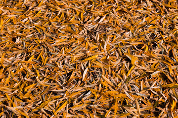 Close-up of fallen autumn leaves covering the ground. Dry, narrow leaves in rich orange and yellow tones create a natural seasonal texture. Ideal for fall-themed backgrounds, Thanksgiving, or cozy des