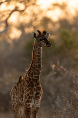 a young giraffe calf in golden light