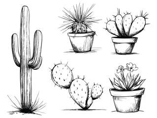 Hand Drawn Cactus and Succulent Collection Vector Illustration Isolated on White Background for Print Web Design Banner Poster Sticker Card and Textile Design