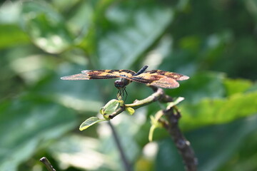 Rhyothemis variegata dragonfly. Its common names common picture wing and variegated flutterer. This is a species of dragonfly of the family Libellulidae, found in South Asia.