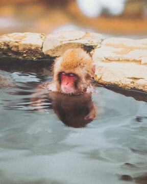 View of a snow monkey luxuriating in the warm waters of a natural hot spring, steam rising around its face, in Jigokudani Yaen-Koen, Yamanochi, Nagano, Japan.