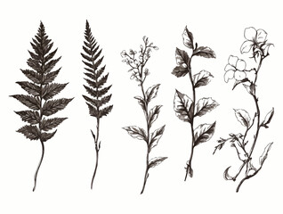 Hand Drawn Floral Elements Collection Vector Illustration Set Ferns Leaves and Flowers Isolated on White Background for Botanical Designs Prints and Invitations