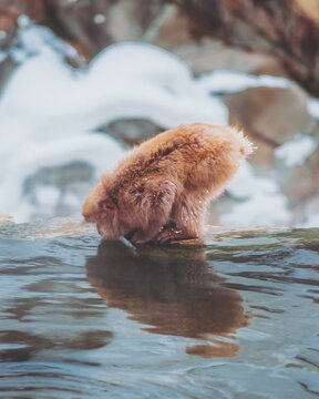 View of a reddish-brown monkey drinking from a tranquil pool reflecting its form, surrounded by snow-covered rocks, Jigokudani Yaen-Koen, Nagano, Japan.