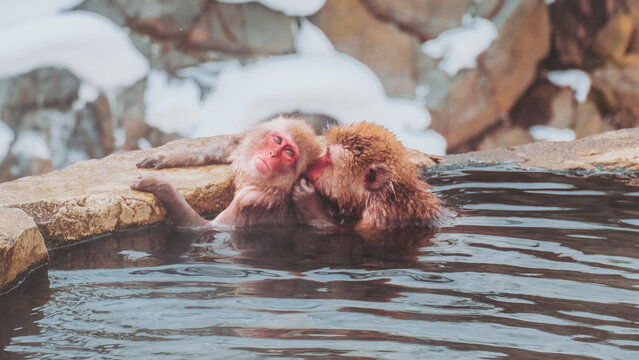 View of snow monkeys with bright red faces lounging in steaming hot spring water surrounded by snow-dusted rocks, Jigokudani Yaen-Koen, Nagano, Japan.