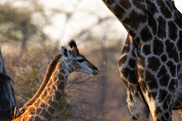 a giraffe calf and cow together