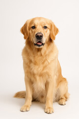 Golden retriever sitting calmly pure white background studio lighting high resolution clean commercial style dog portrait photorealistic friendly pet animal isolated professional image