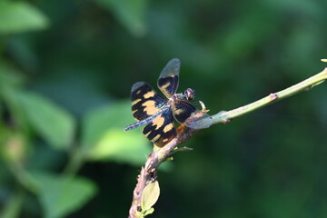 Rhyothemis variegata dragonfly. Its common names common picture wing and variegated flutterer. This is a species of dragonfly of the family Libellulidae, found in South Asia.