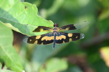 Rhyothemis variegata dragonfly. Its common names common picture wing and variegated flutterer. This is a species of dragonfly of the family Libellulidae, found in South Asia.