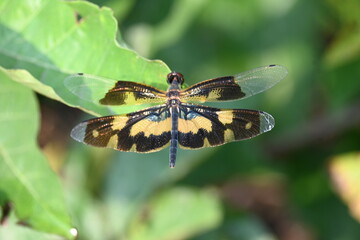 Rhyothemis variegata dragonfly. Its common names common picture wing and variegated flutterer. This is a species of dragonfly of the family Libellulidae, found in South Asia.