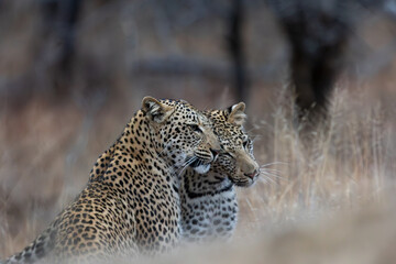 a leopardess and her sub-adult cub together