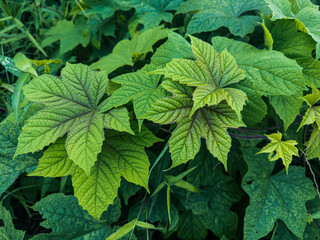 A lush array of large, green leaves with prominent veins, showcasing varying shades of green amidst dense foliage, capturing the vibrancy of nature.