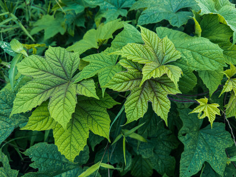 A lush array of large, green leaves with prominent veins, showcasing varying shades of green amidst dense foliage, capturing the vibrancy of nature.