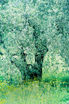 paysage olivier centenaire tronc  tapis de fleurs jaunes  nature silencieuse feuillage feuilles d'olivier olive  printemps  l&eacute;g&egrave;rete fra&icirc;cheur beaut&eacute;  foisonnement  vert jaune 