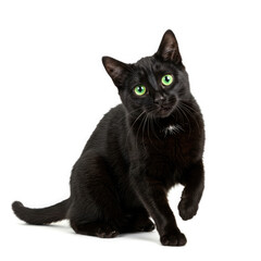 black cat isolated on white background