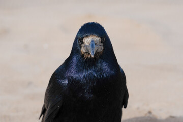 Close-up of a rook bird	