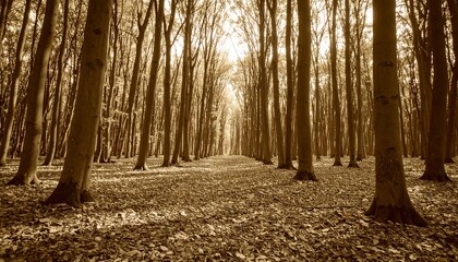 Sepia forest path with trees