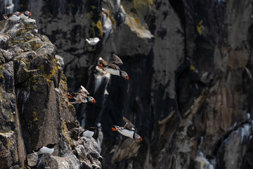 Atlantic puffins on the isle of May in Scotland. The puffins breed on the isle of May, a small island in the Firth of Forth.	