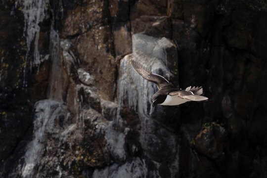 Razorbill flying near the isle of May in Scotland. Alca torda birds on May island. The razorbills breed on the isle of May, a small island in the Firth of Forth.	