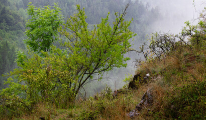 Obraz premium shrubs and rocks in the foreground, misty forest in the backdrop