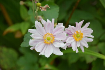 A close-up of lovely pink daisies in a garden in Ireland