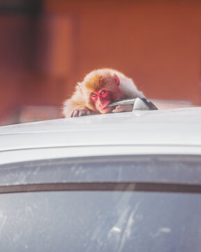 View of a relaxed monkey with reddish face and fur lounges atop a white car, basking in the sun's warmth, Hagachizaki Monkey Bay, Shizuoka, Japan.