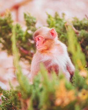 View of a contemplative monkey amidst vibrant green foliage, its pink face a striking contrast, a peaceful moment captured in nature, Hagachizaki Monkey Bay, Shizuoka, Japan.