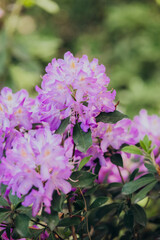 Blooming purple rhododendrons in a lush garden during spring season