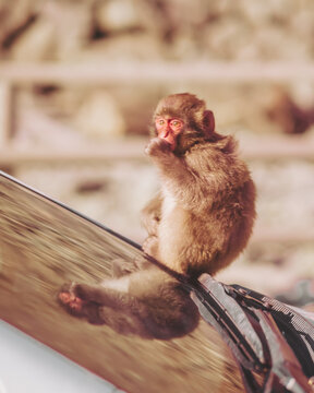 View of a single Japanese macaque with reddish face perched on a metallic surface, contemplating, in Hagachizaki Monkey Bay, Shizuoka, Japan.