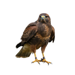 Obraz premium red tailed hawk