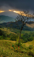 sunset in the forest