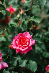 Beautiful pink rose blooms amid lush green foliage in a vibrant garden setting
