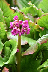 Lovely blooming foxglove flowers close-up in a garden in Dublin, Ireland © Aecio