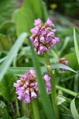 Lovely blooming foxglove flowers close-up in a garden in Dublin, Ireland © Aecio