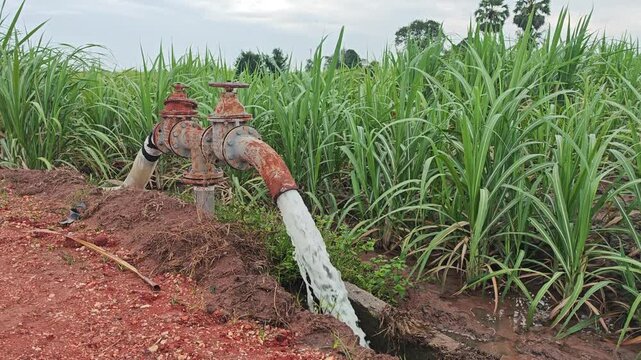 Water Pumping Station in Sugar Cane Field During Daylight