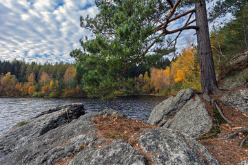 A robust tree with exposed roots clings to rocky terrain overlooking a serene lake, its waters reflecting the vibrant autumn foliage of the distant forest under a beautiful, cloudy sky