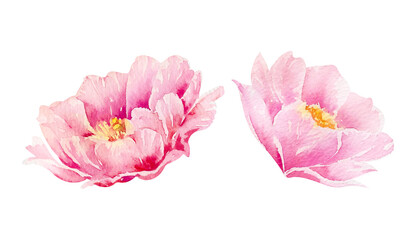 Pastel pink cacti flowers hand drawn watercolor illustration isolated on white. Abstract botanical floral element for festive, holiday designs, greetings, invitation, interior, fashion, cosmetic decor