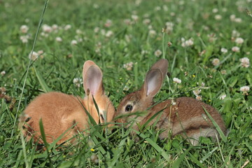 Two baby rabbits relaxing in a green pasture