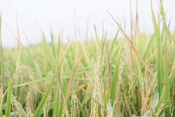 Ripe rice ready for harvest. Rice paddy area. Traditional farming in rural areas.