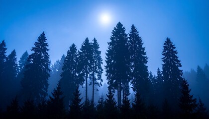 Silhouetted pines, twilight