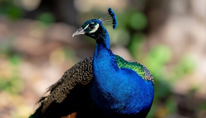 Fototapeta premium Peacock Standing Proud in Natural Light