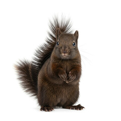 close up of a red squirrel