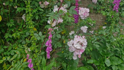 Obraz premium Beautiful colourful flowers in a garden with purple, white and pink flowers in Ireland