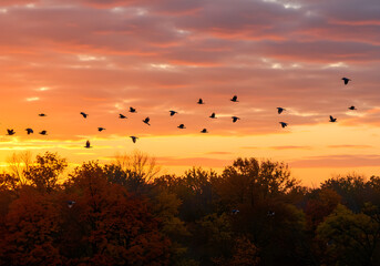 Flock of birds flying silhouetted against a vibrant orange and red sunset sky over trees