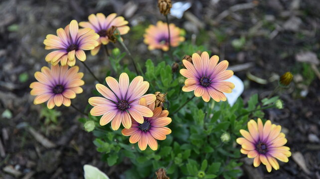 Beautiful Dimorphotheca ecklonis (Cape Marguerite) flowers in the garden