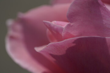 quantum Cambridge valentine roses on different scales and with macro photography