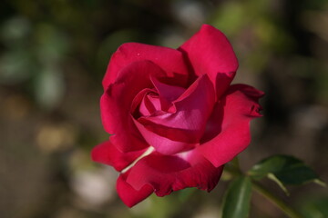 quantum Cambridge valentine roses on different scales and with macro photography