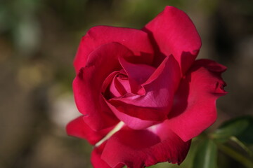 quantum Cambridge valentine roses on different scales and with macro photography